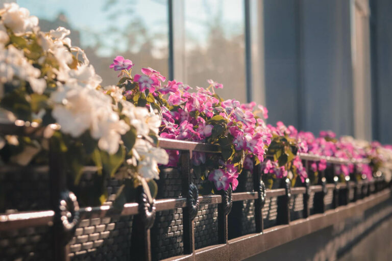 Rośliny balkonowe, dzięki którym stworzysz idealne miejsce do relaksu